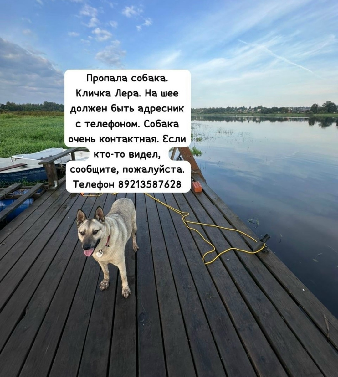 Пропала собака в Гатчине — фото объявления