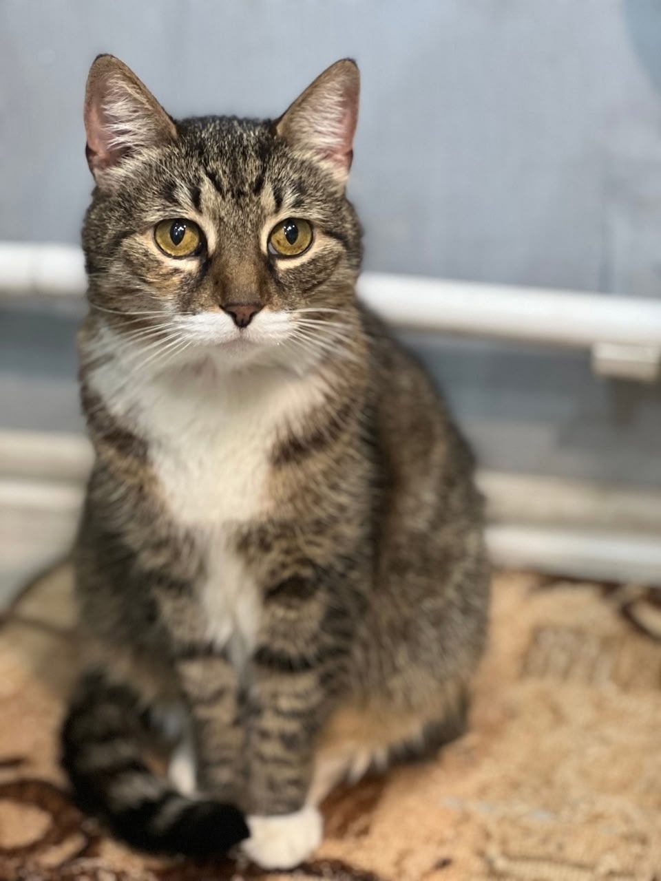 Найдена кошка в Гатчине — фото объявления