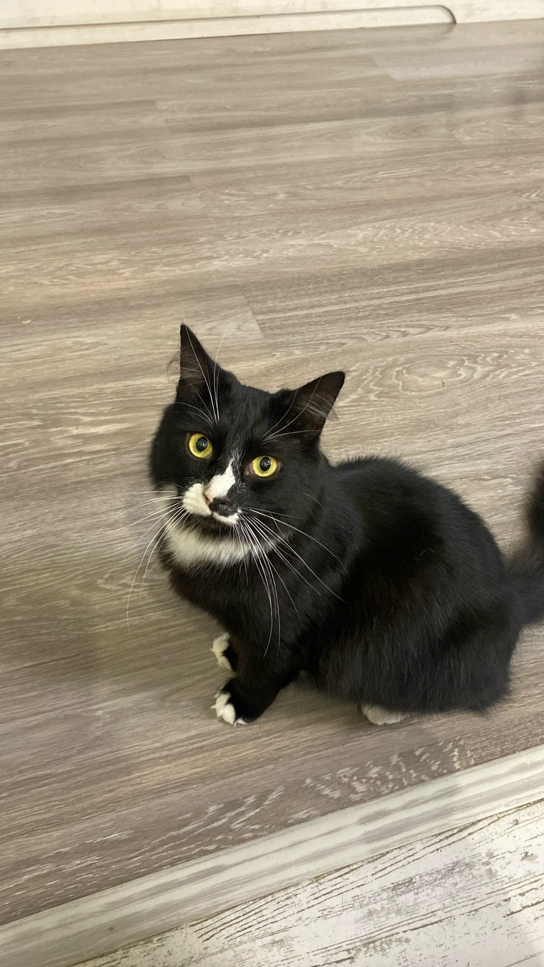 Пропала кошка в Гатчине — фото объявления