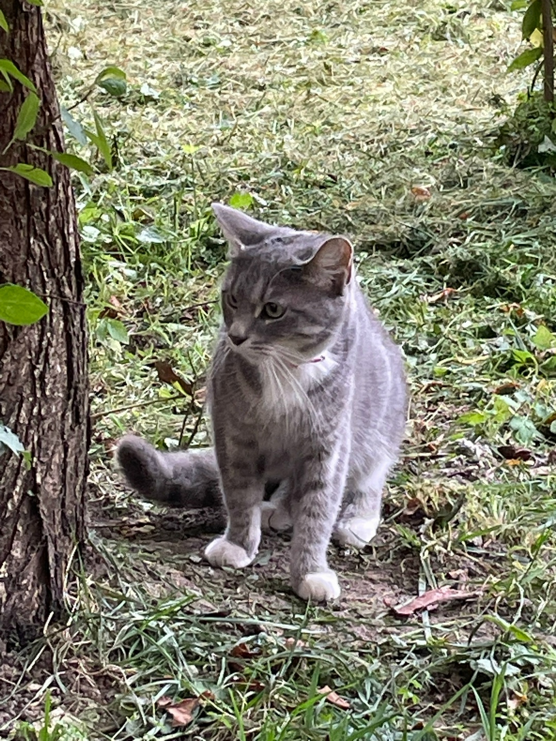 Найдена кошка в Гатчине — фото объявления