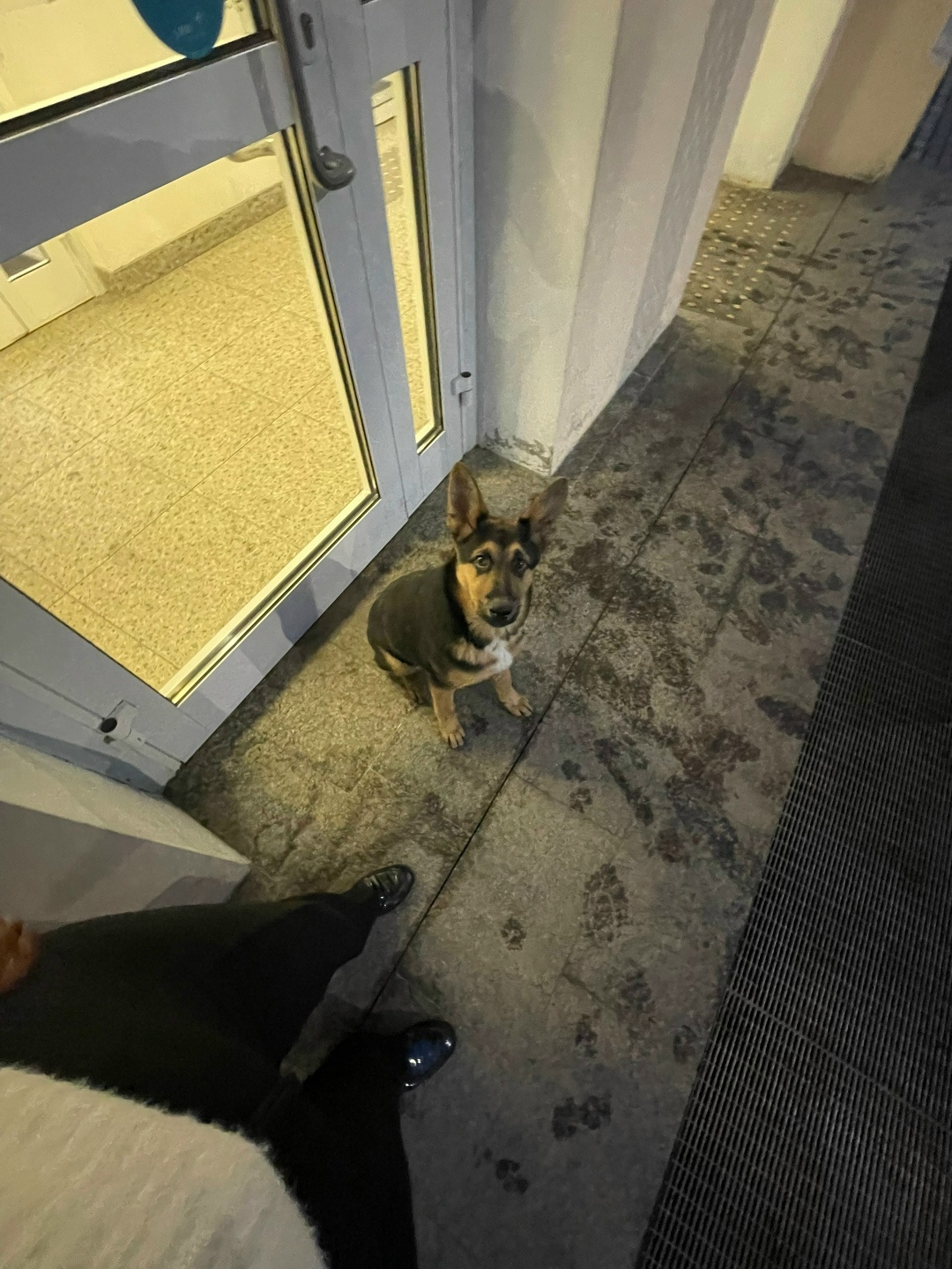 Пропала собака в Гатчине — фото объявления