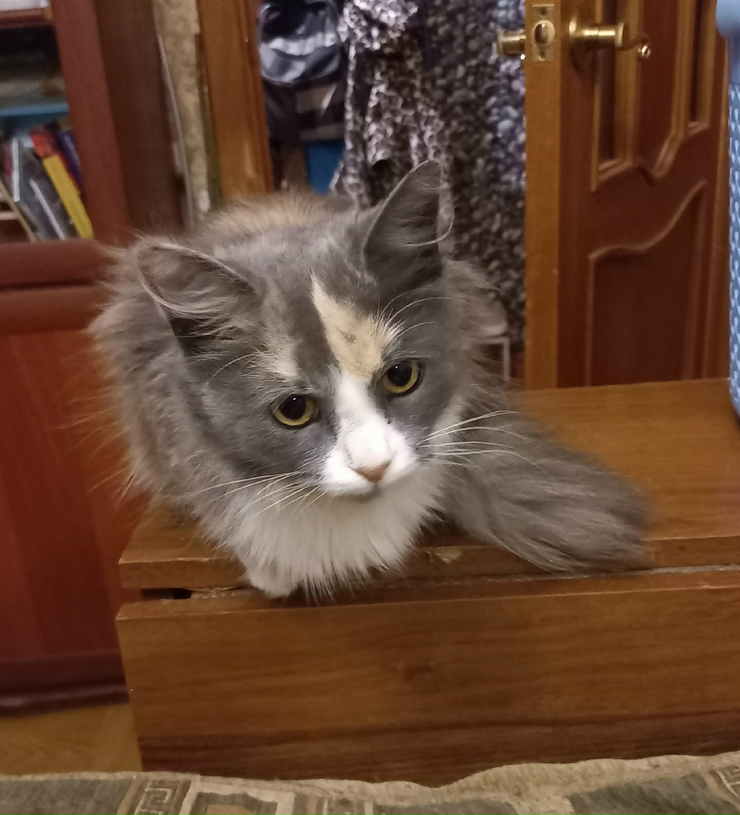 Найдена кошка в Гатчине — фото объявления