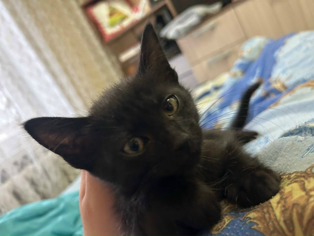 Пропала кошка в Гатчине — фото объявления