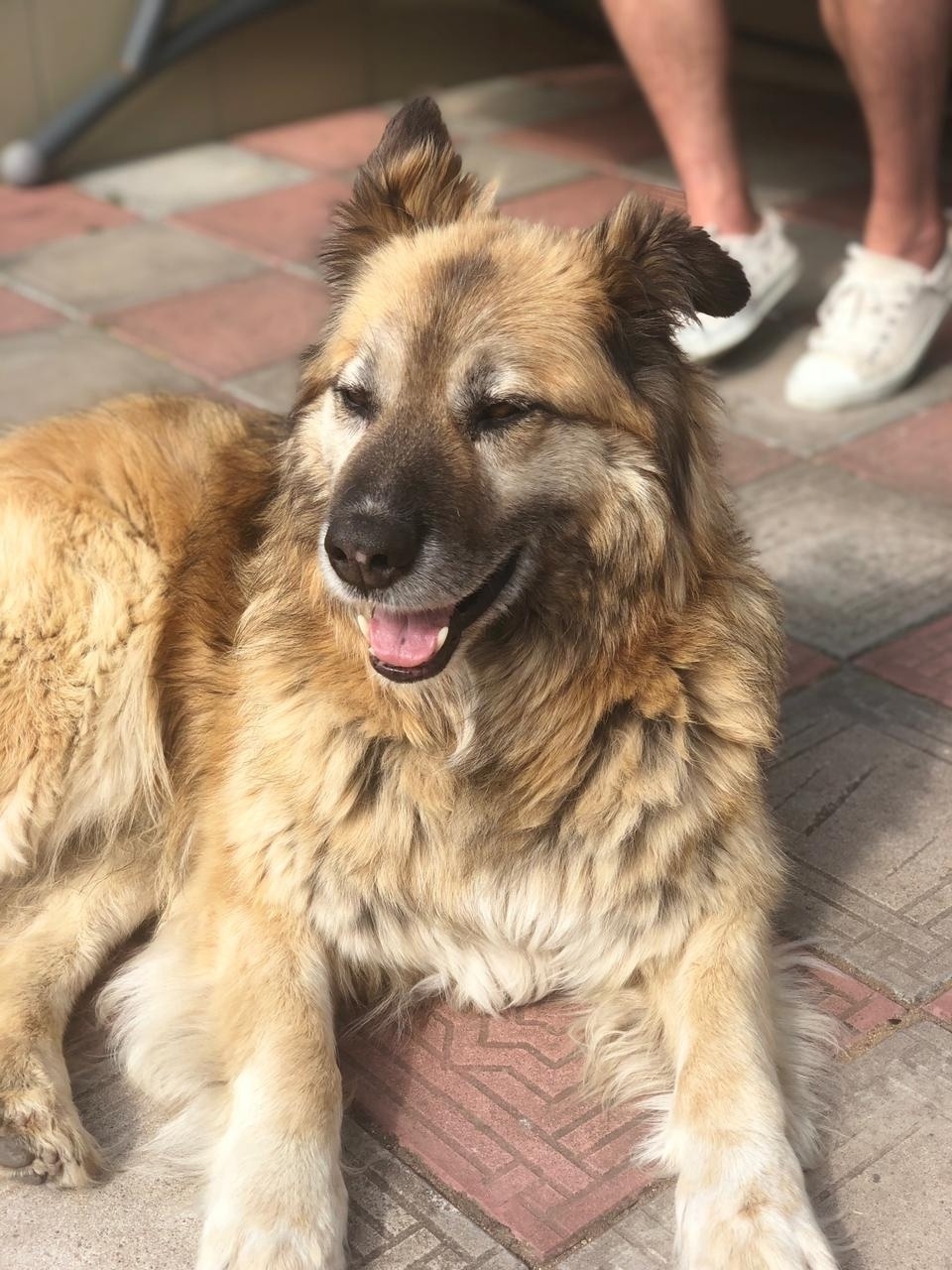 Пропала собака в Гатчине — фото объявления