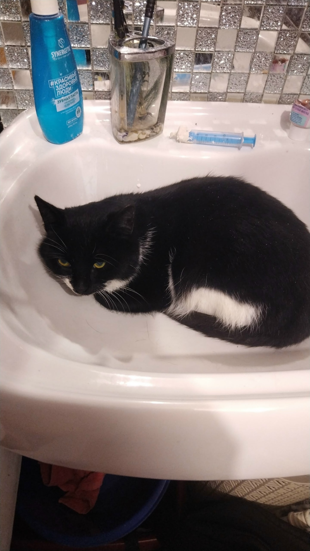 Пропала кошка в Гатчине — фото объявления