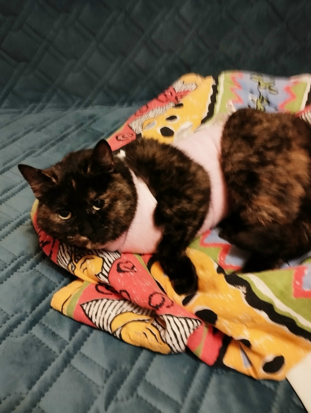 Найдена кошка в Гатчине — фото объявления