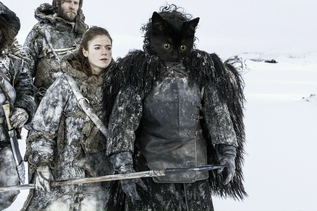 Найдена кошка в Гатчине — фото объявления