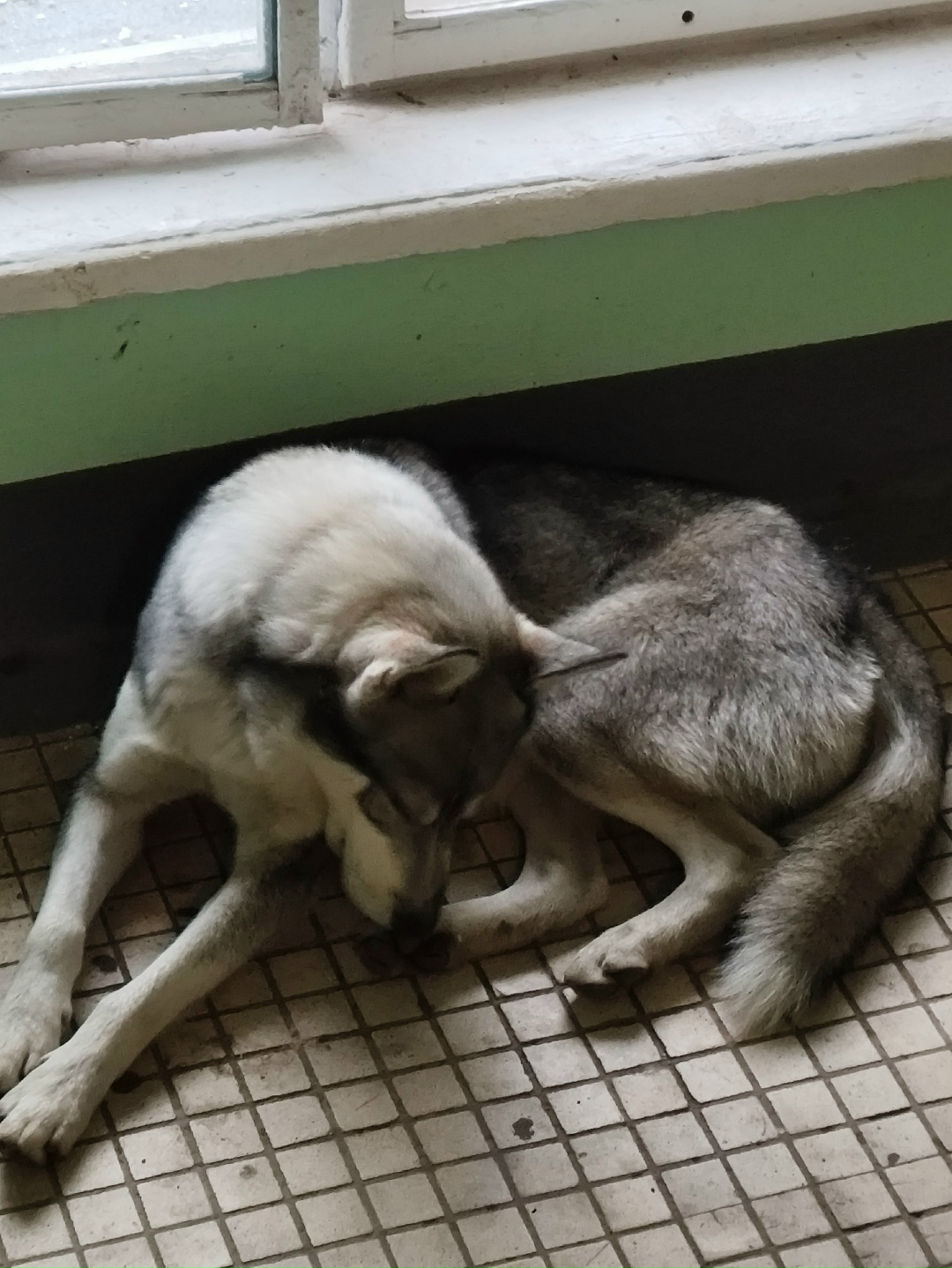 Пропала собака в Гатчине — фото объявления