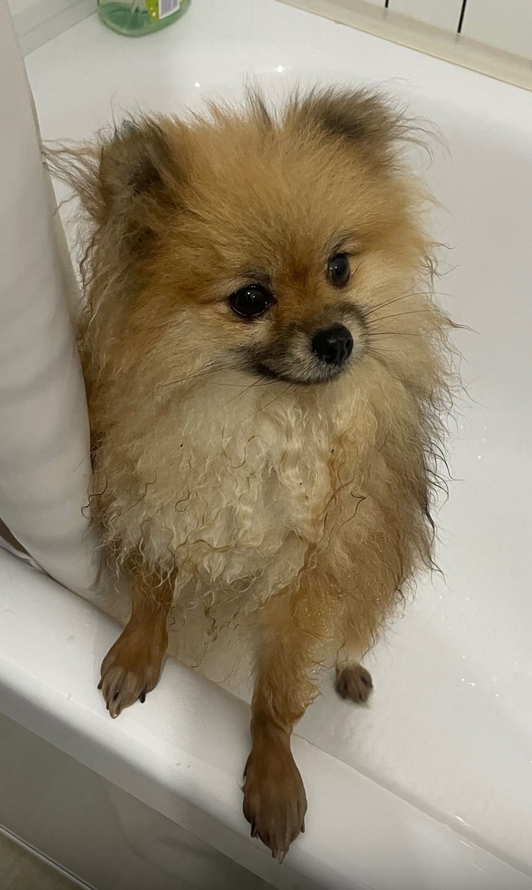 Найдена собака в Гатчине — фото объявления