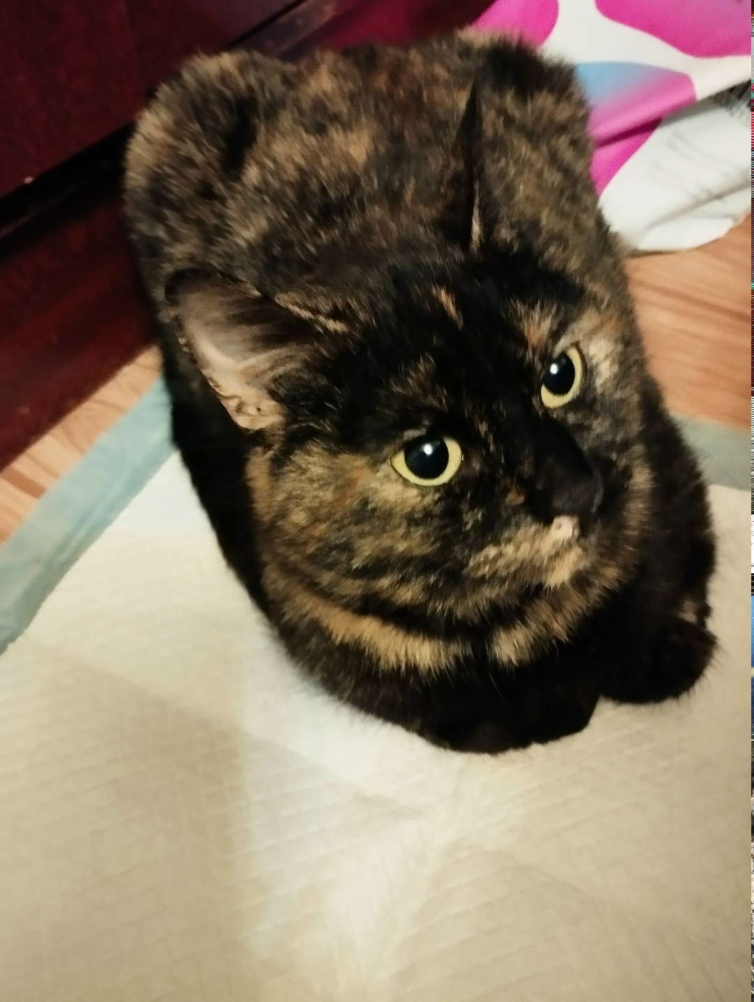 Найдена кошка в Гатчине — фото объявления