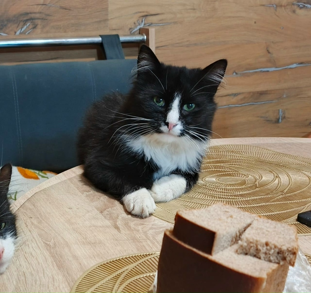 Пропала кошка в Гатчине — фото объявления