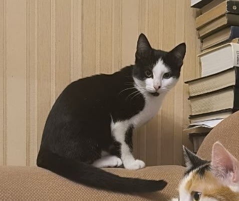 Пропала кошка в Гатчине — фото объявления