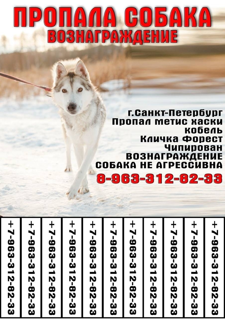 Пропала собака в Гатчине — фото объявления