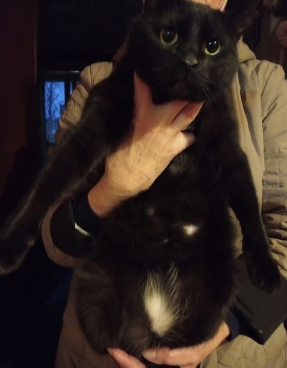 Найдена кошка в Гатчине — фото объявления