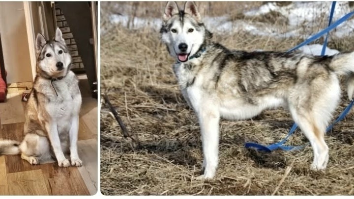 Пропала собака в Гатчине — фото объявления