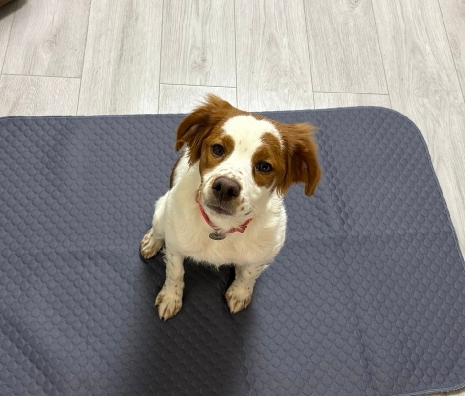 Пропала собака в Гатчине — фото объявления