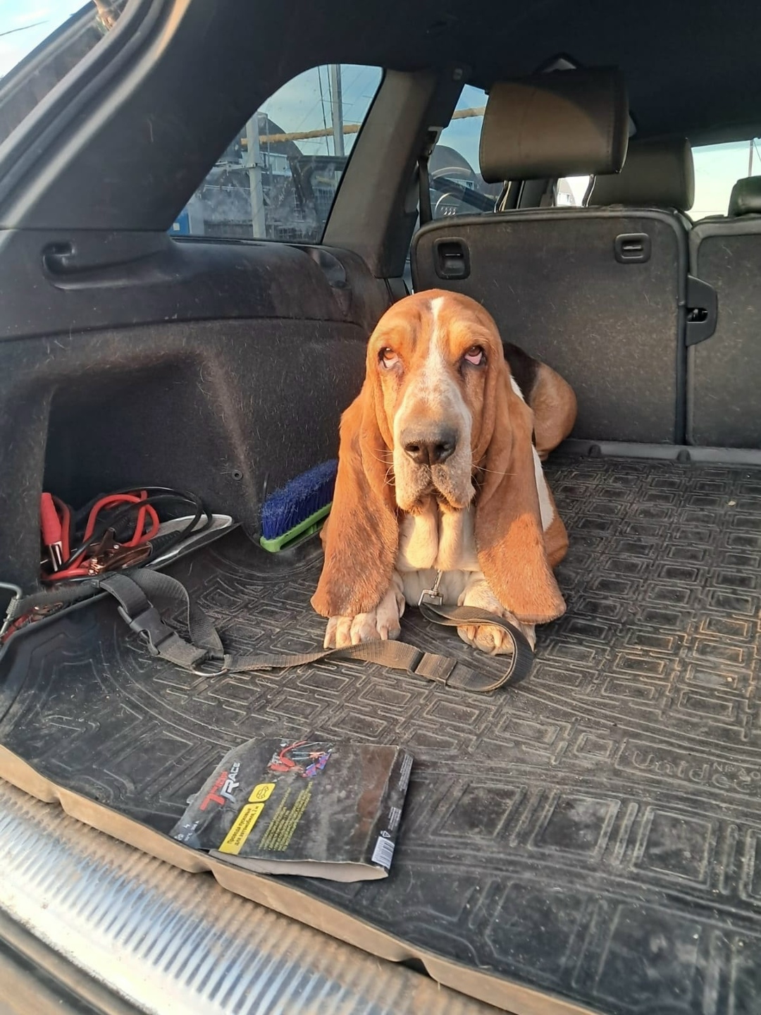 Пропала собака в Гатчине — фото объявления
