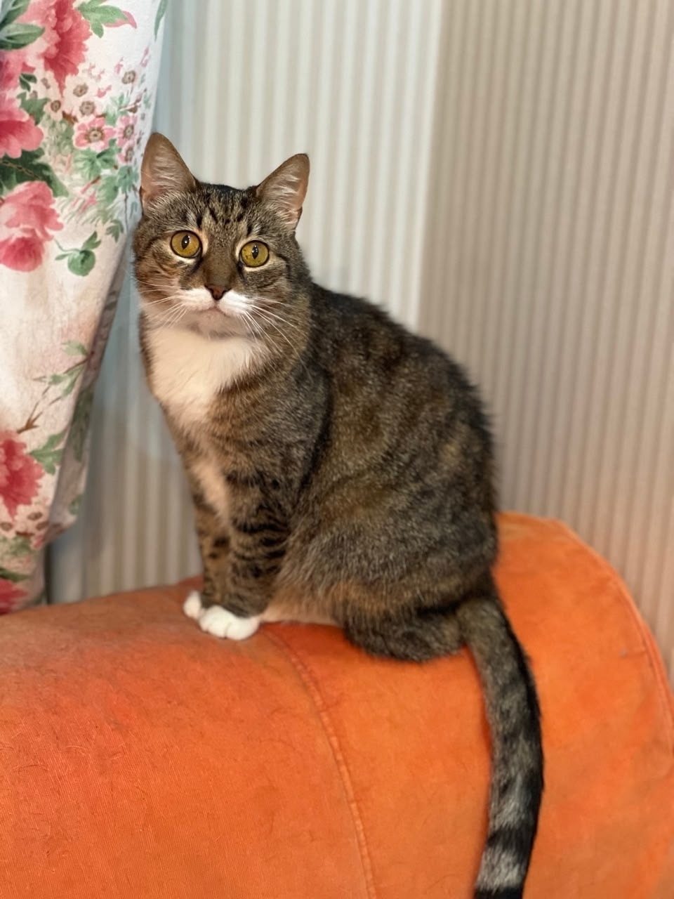 Найдена кошка в Гатчине — фото объявления