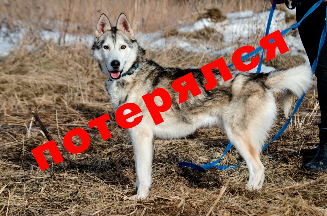 Пропала собака в Гатчине — фото объявления