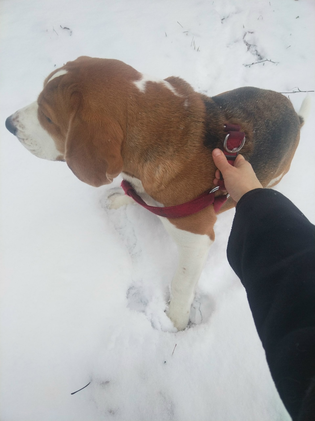 Пропала собака в Гатчине — фото объявления