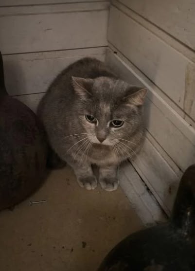 Пропала кошка в Гатчине — фото объявления