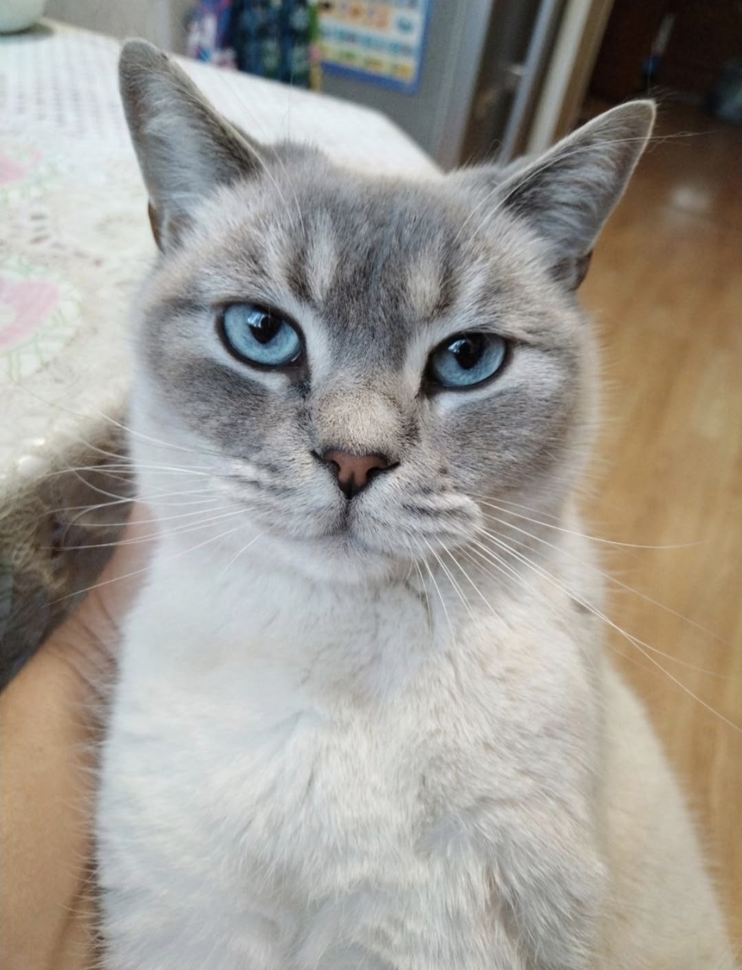 Пропала кошка в Гатчине — фото объявления