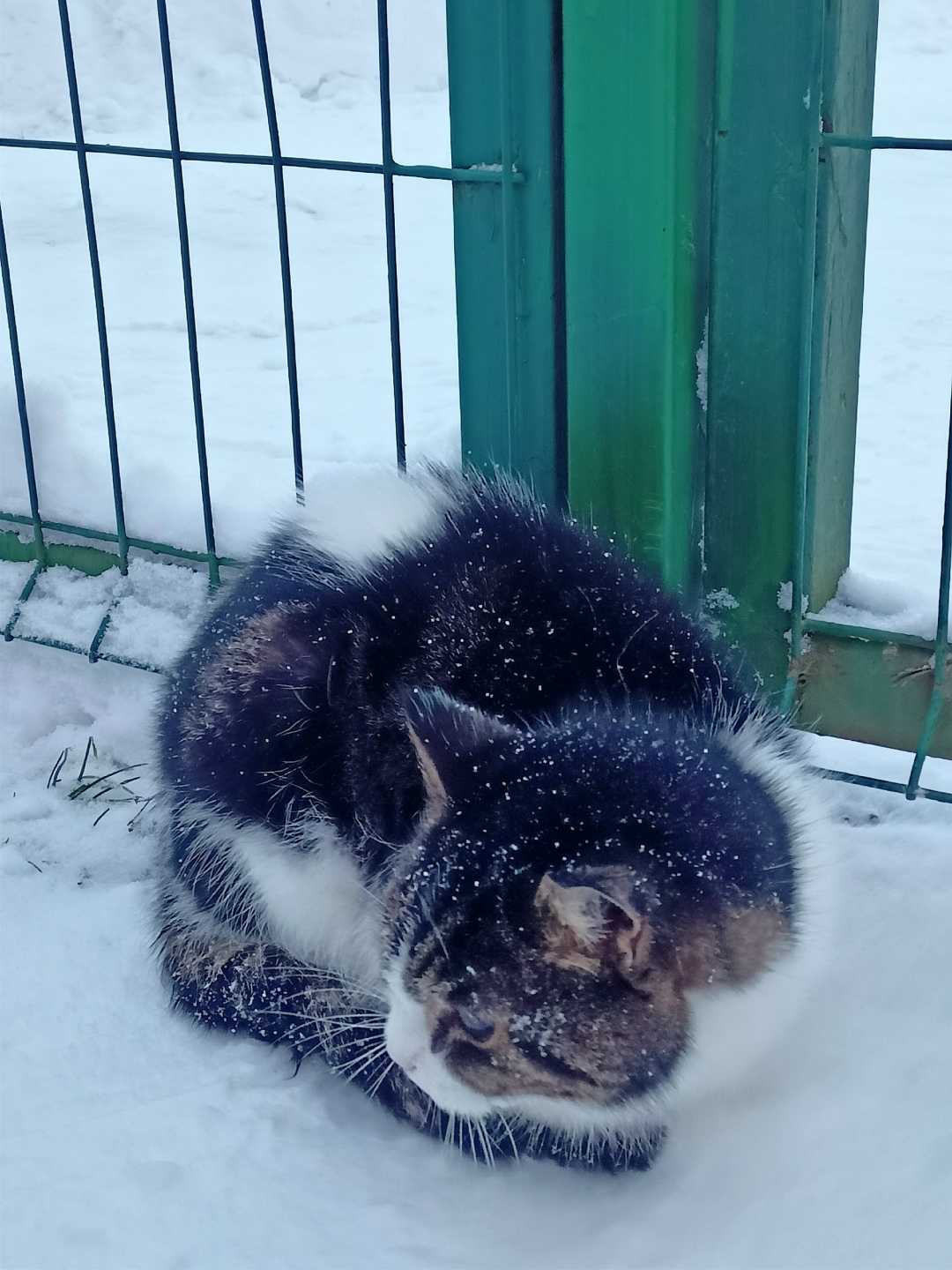 Найдена кошка в Гатчине — фото объявления