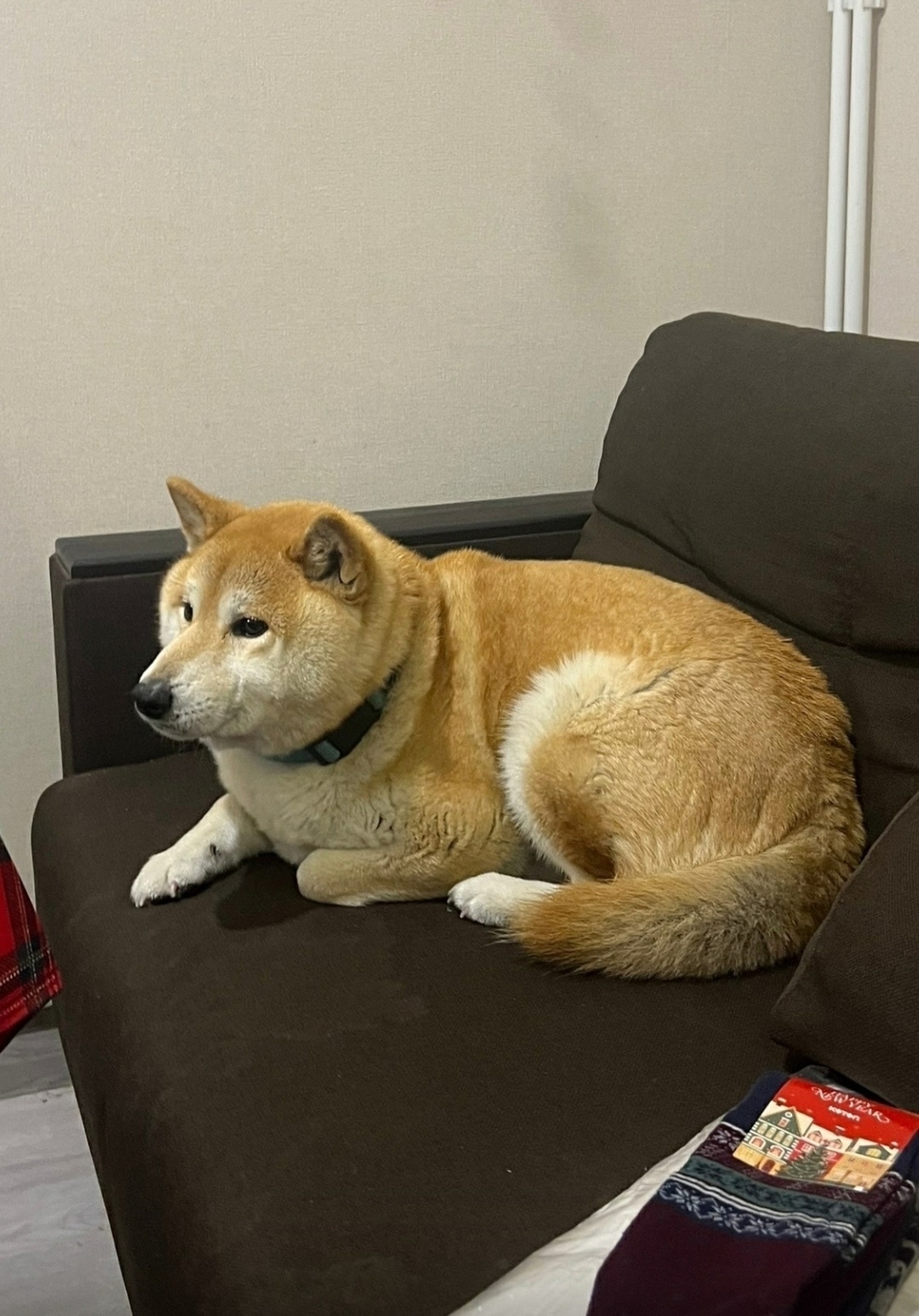 Найдена собака в Гатчине — фото объявления