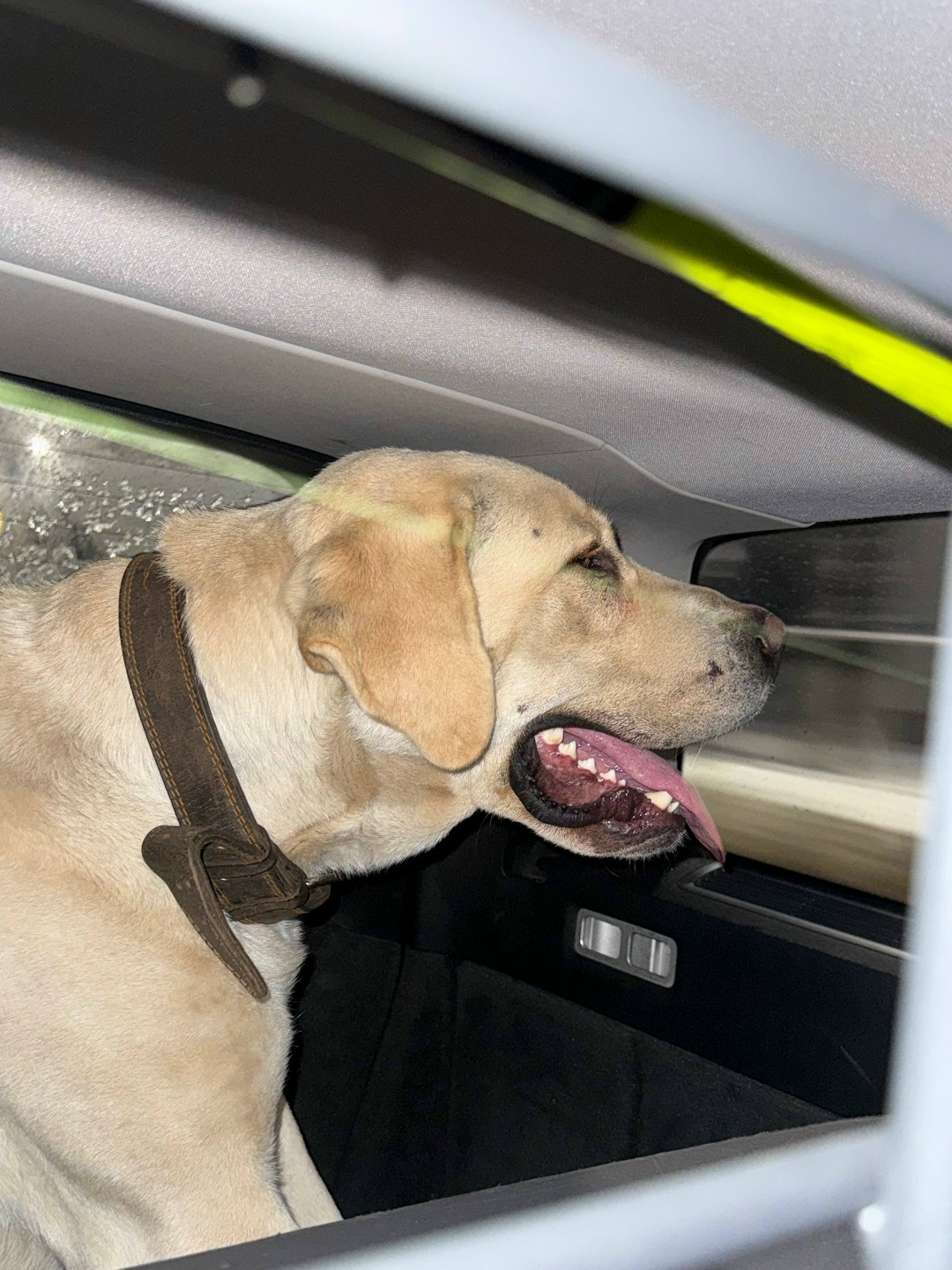 Найдена собака в Гатчине — фото объявления