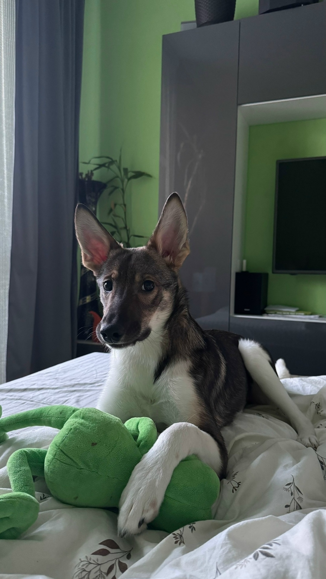 Найдена собака в Гатчине — фото объявления