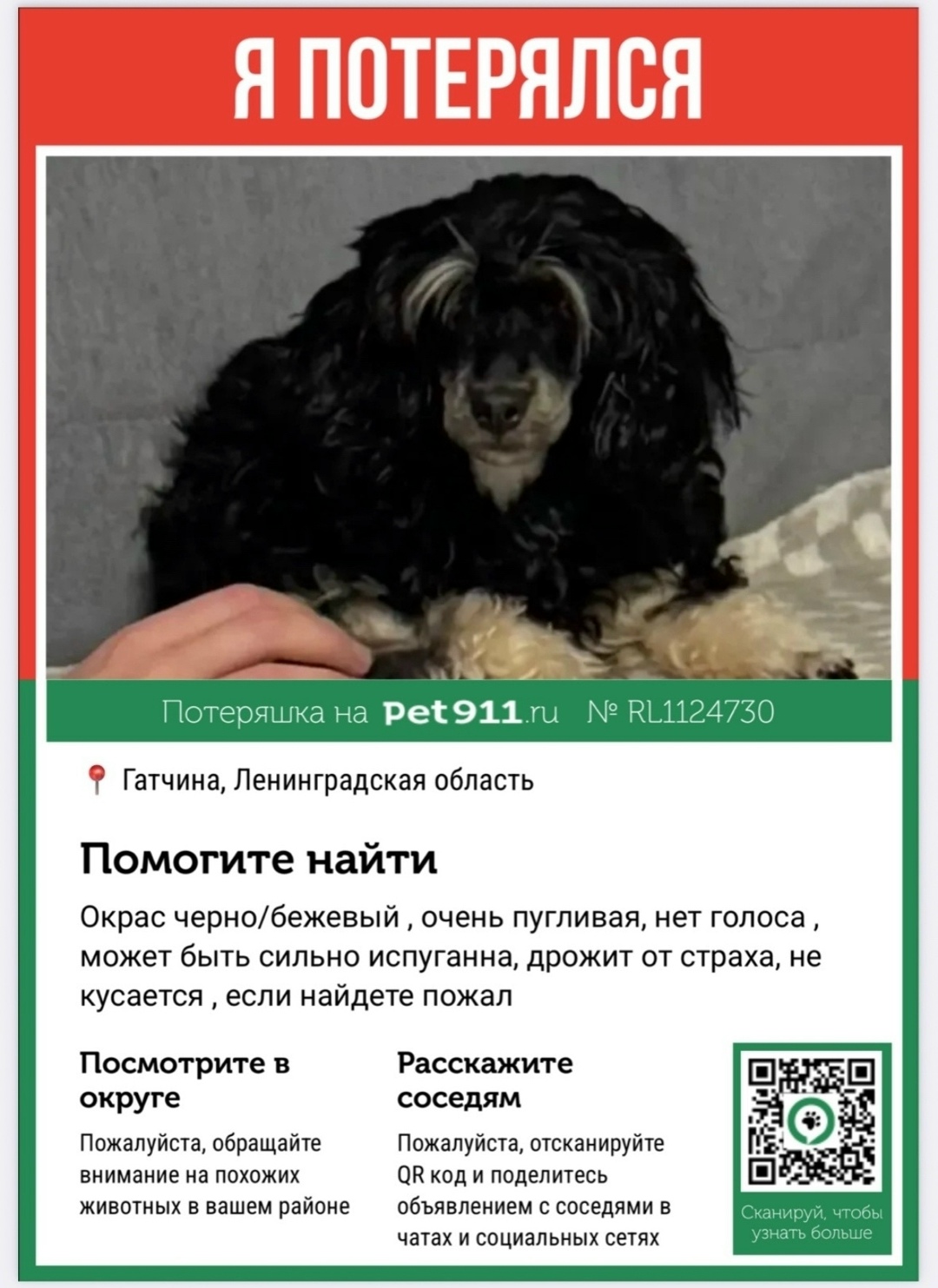 Пропала собака в Гатчине — фото объявления