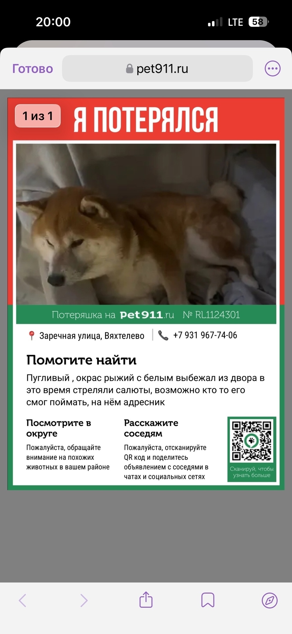 Пропала собака в Гатчине — фото объявления