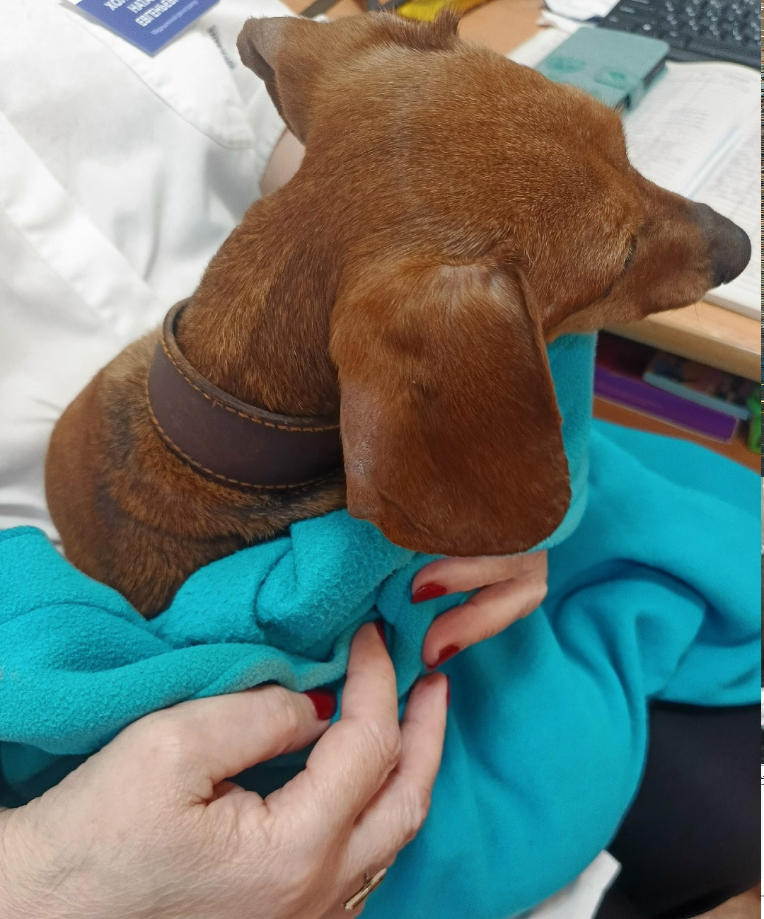 Найдена собака в Гатчине — фото объявления