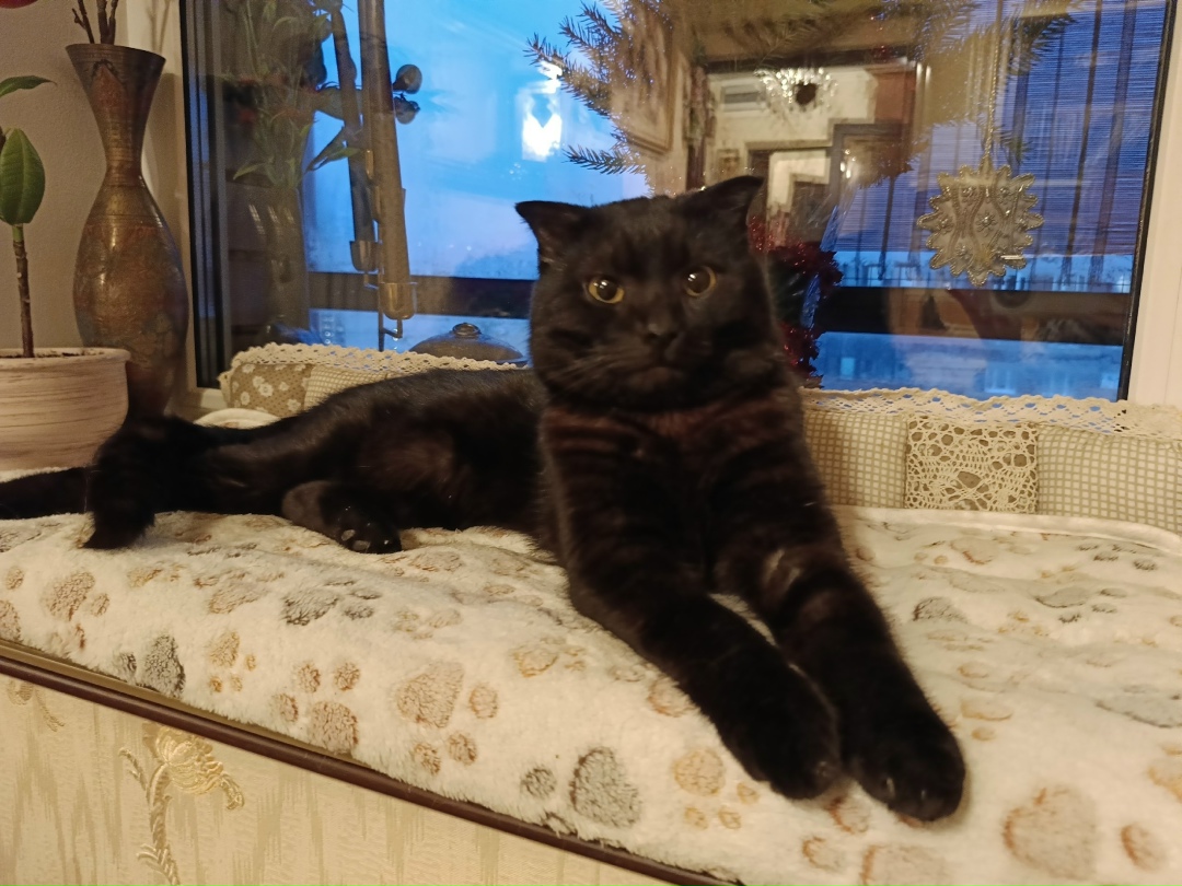 Найдена кошка в Гатчине — фото объявления