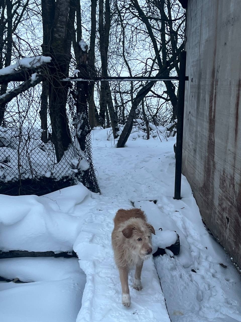 Пропала собака в Гатчине — фото объявления