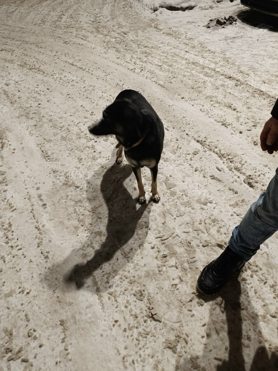 Пропала собака в Гатчине — фото объявления