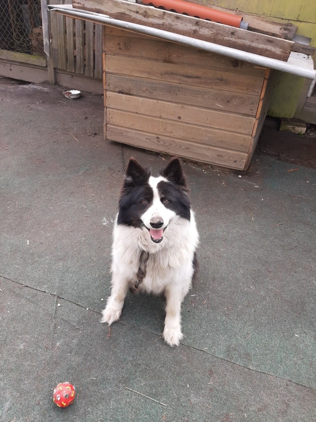 Пропала собака в Гатчине — фото объявления