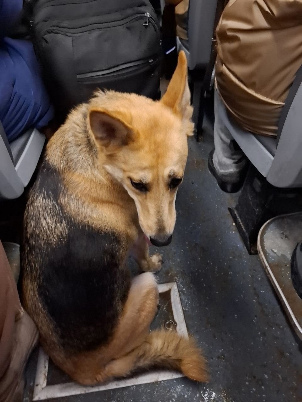 Найдена собака в Гатчине — фото объявления