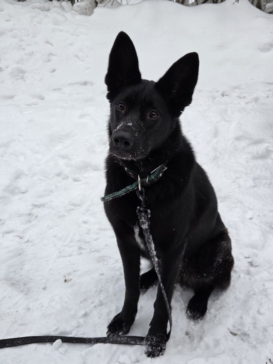 Пропала собака в Гатчине — фото объявления