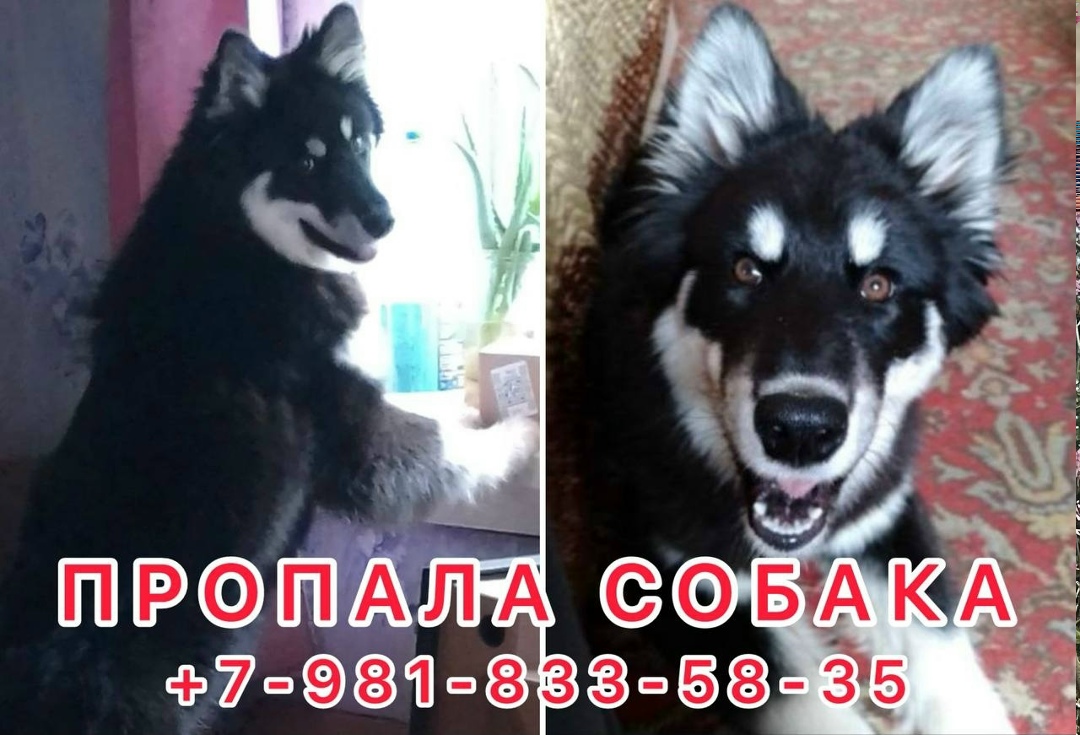 Найдена собака в Гатчине — фото объявления