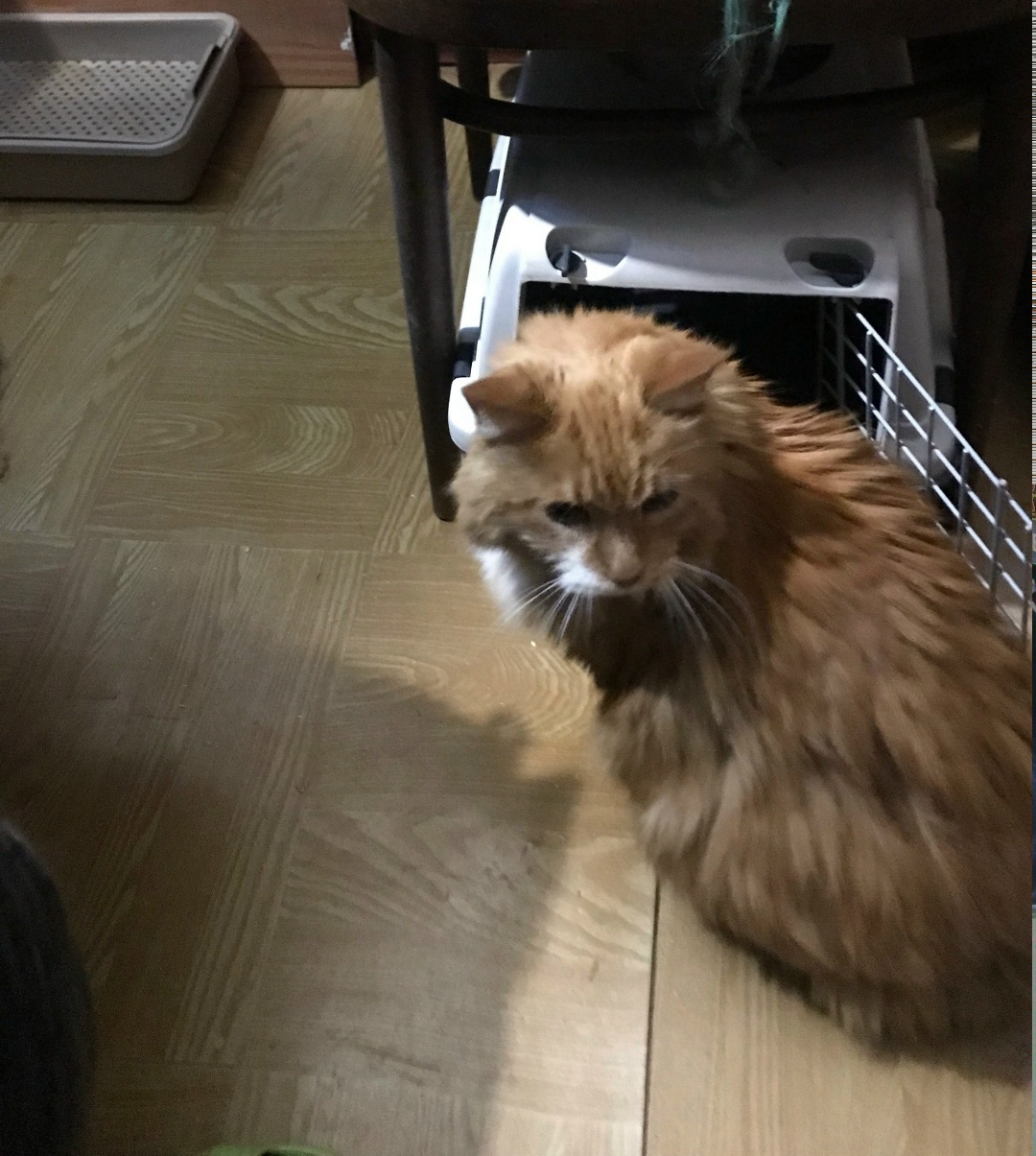 Найдена кошка в Гатчине — фото объявления