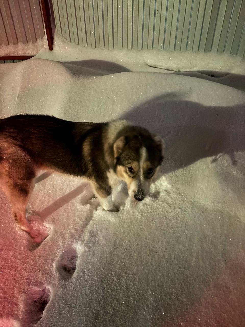 Найдена собака в Гатчине — фото объявления