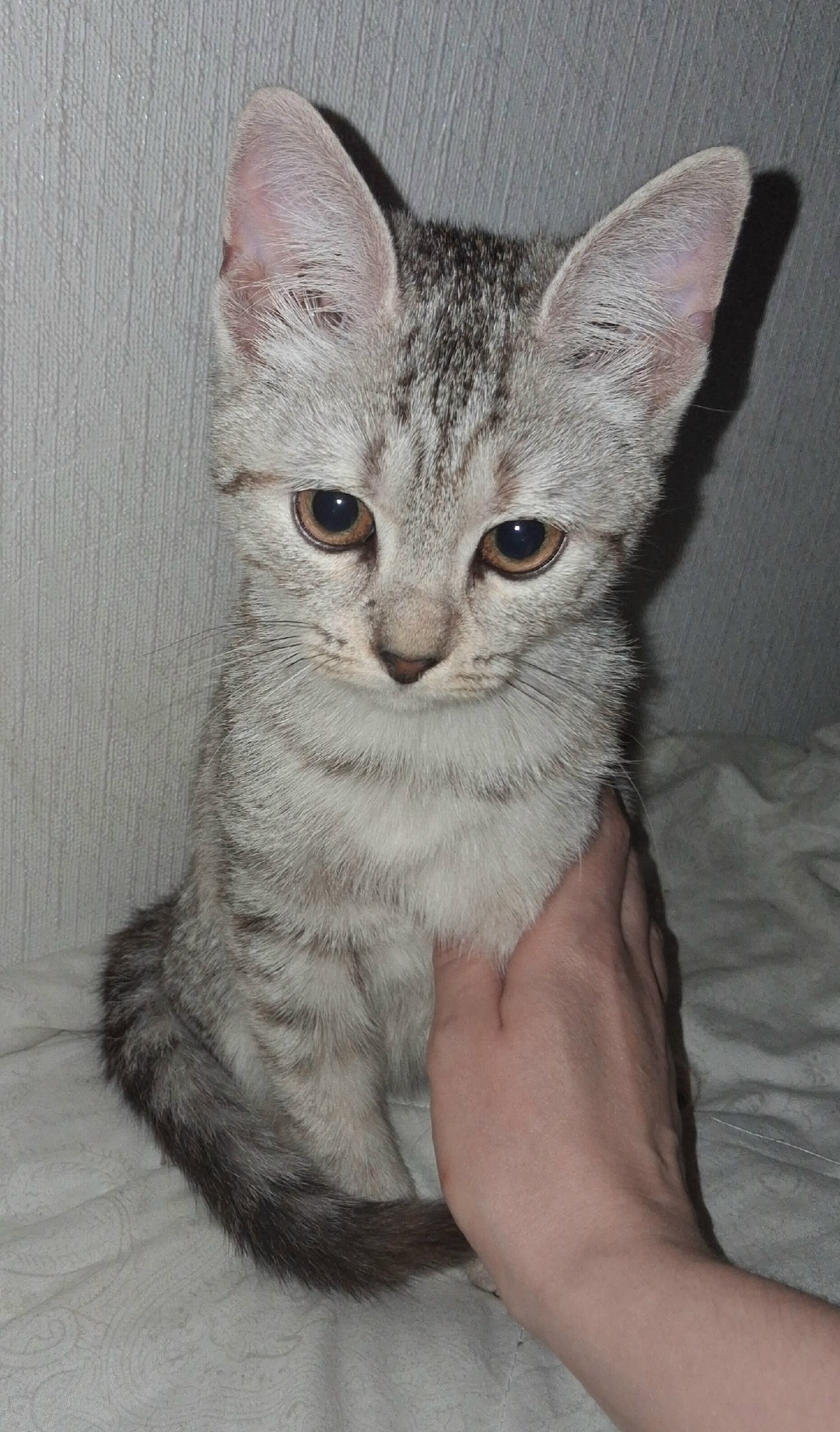 Найдена кошка в Гатчине — фото объявления