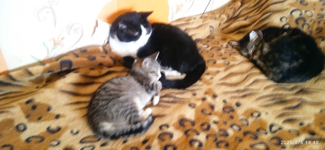 Пропала кошка в Гатчине — фото объявления