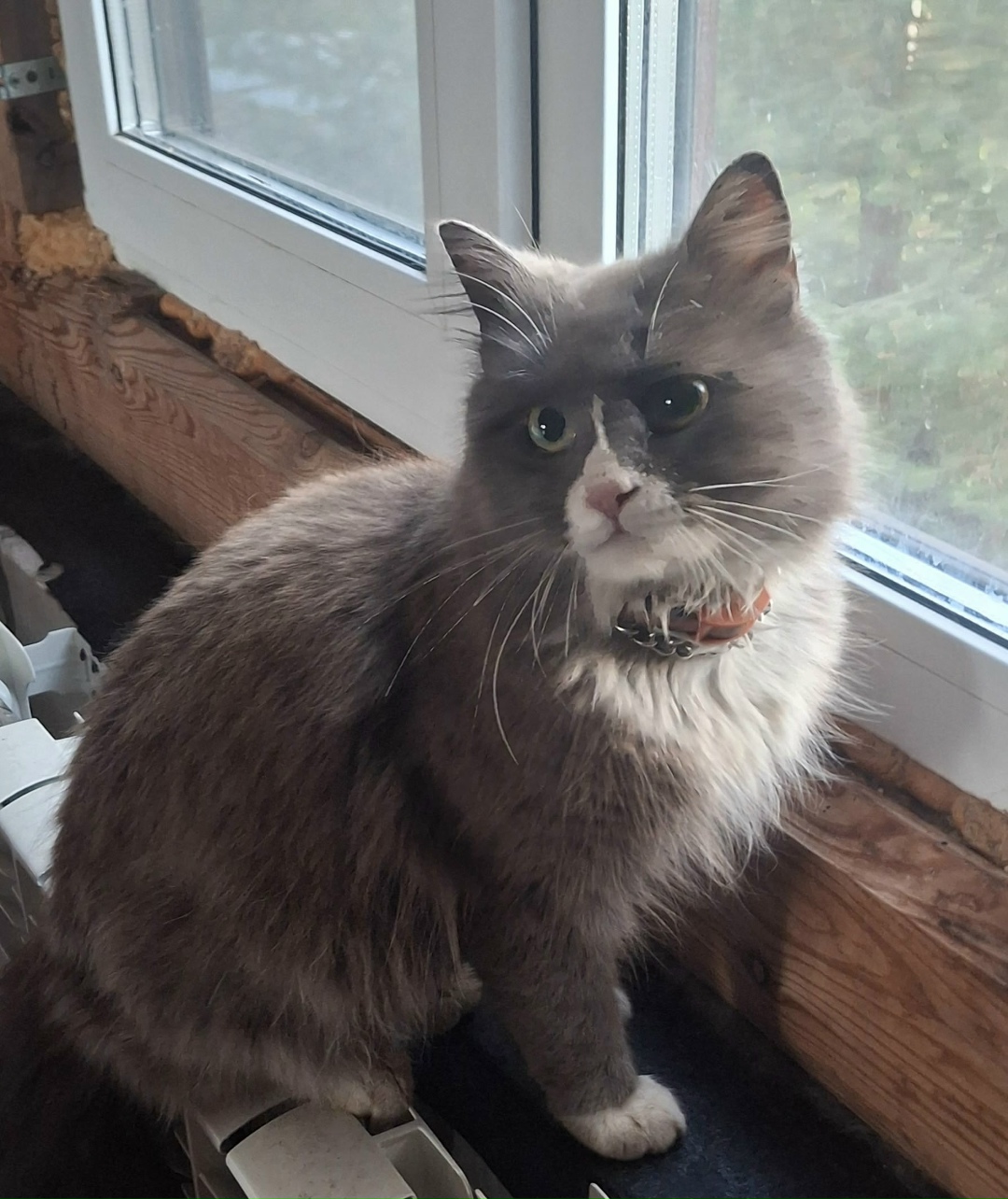 Пропала кошка в Гатчине — фото объявления