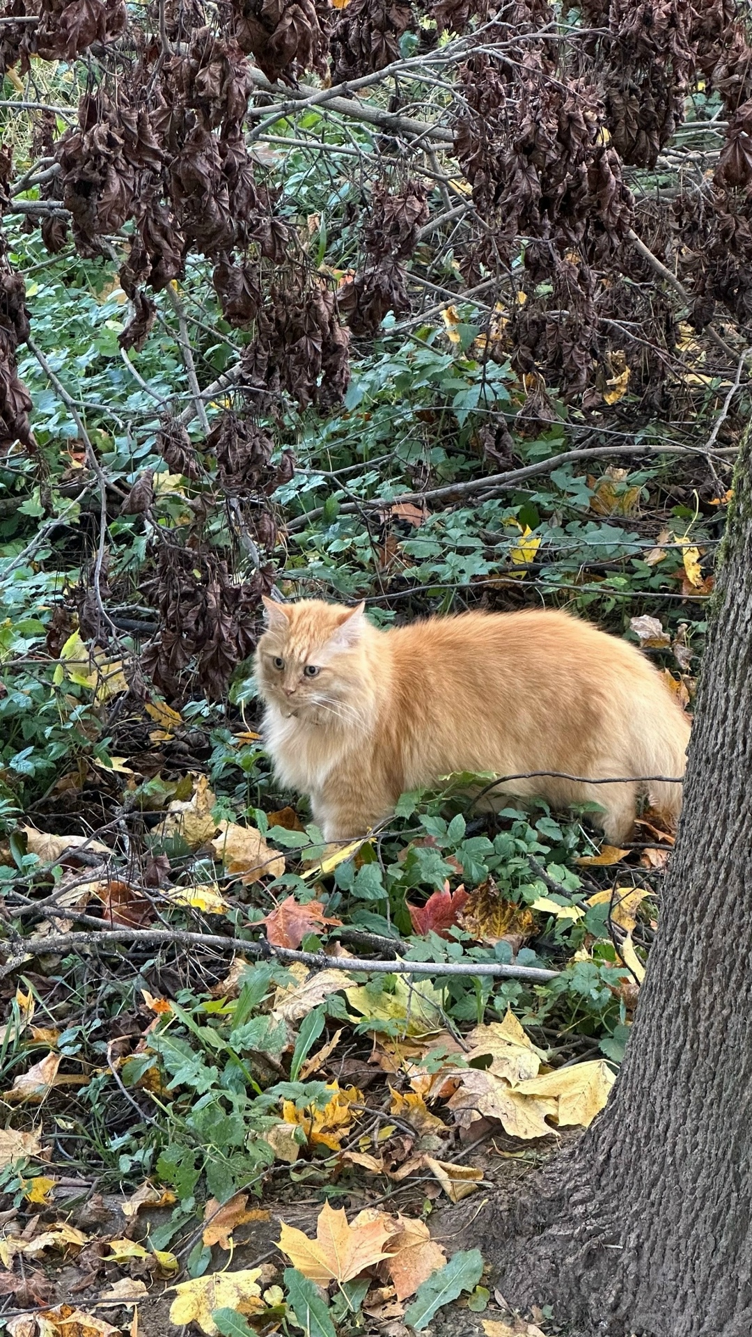 Пропала кошка в Гатчине — фото объявления