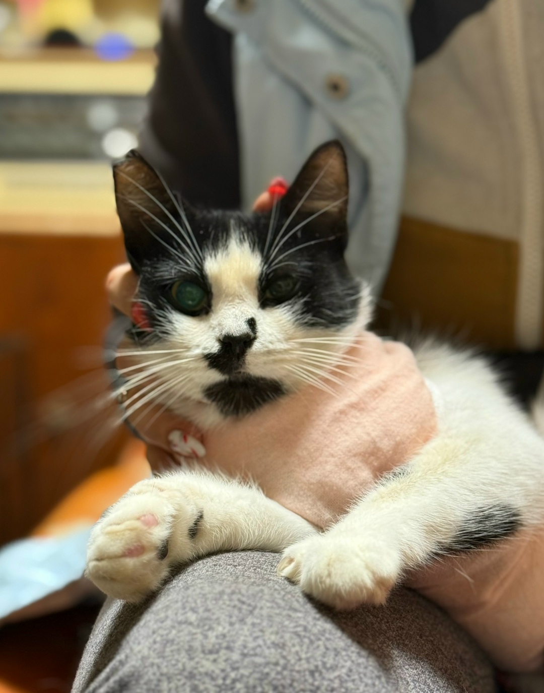 Пропала собака в Гатчине — фото объявления