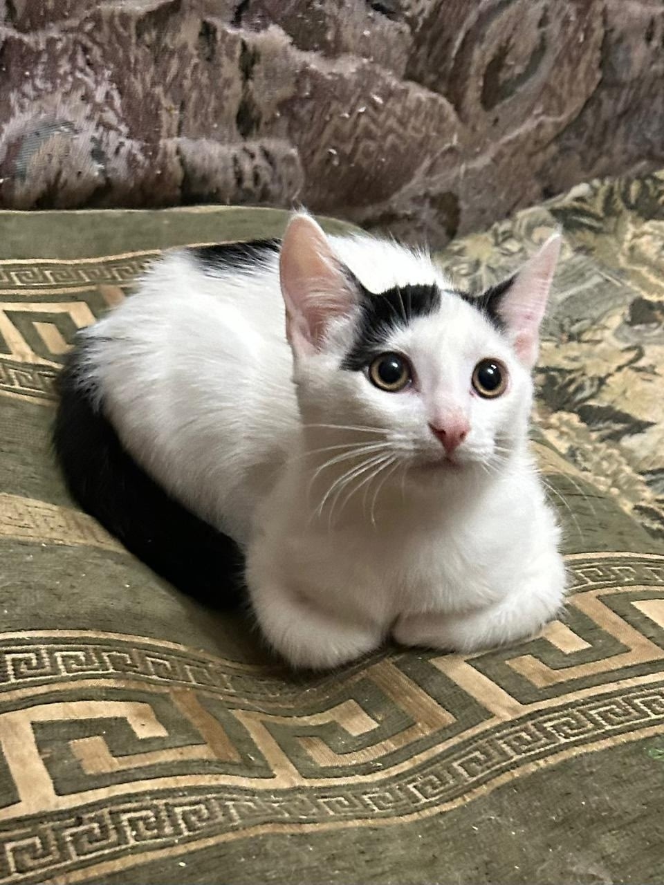 Пропала кошка в Гатчине — фото объявления