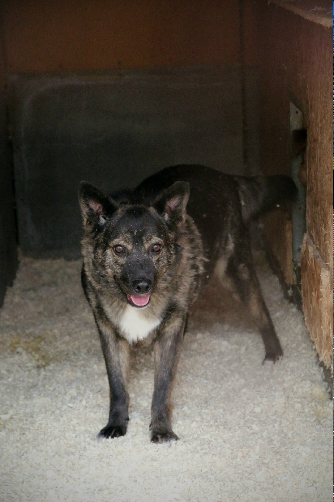 Пропала собака в Гатчине — фото объявления