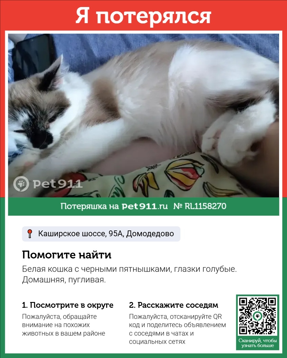 Пропала кошка в Ейске — фото объявления